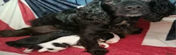 Cocker Spaniel dogs for sale: Cocker spaniel pups in Darwen - Advert 11