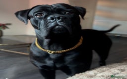 Cane Corso dogs for sale: Cane corso 18 months boy looking for a new home - Image 6