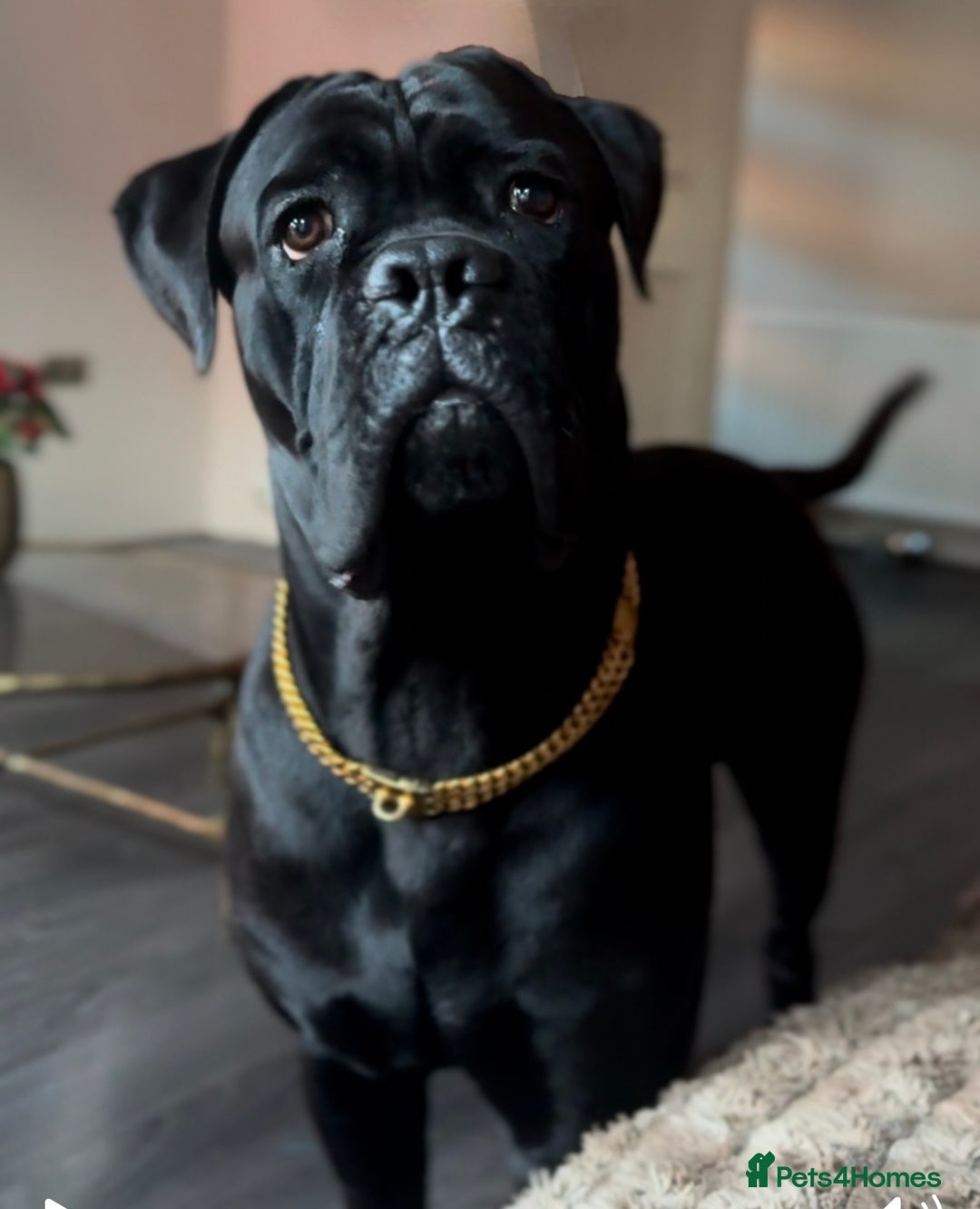 Cane Corso dogs for sale: Cane corso 18 months boy looking for a new home - Image 6