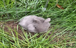 Lionhead rabbits for sale: Baby lionheads for sale - Image 10