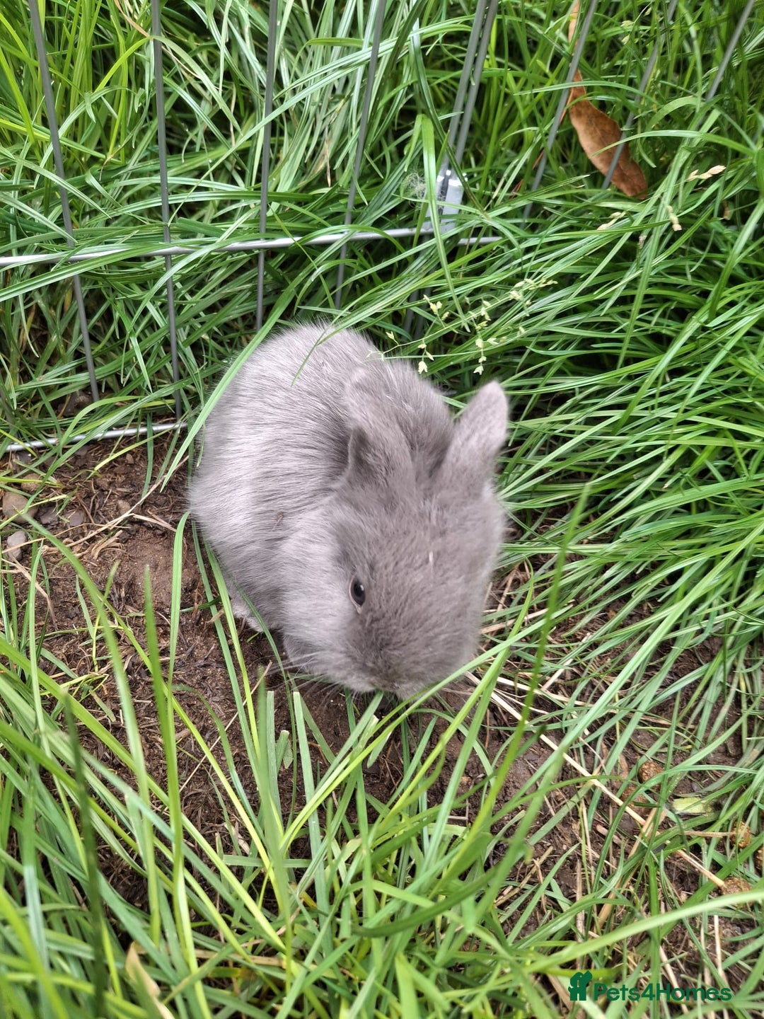 Lionhead rabbits for sale: Baby lionheads for sale - Image 10
