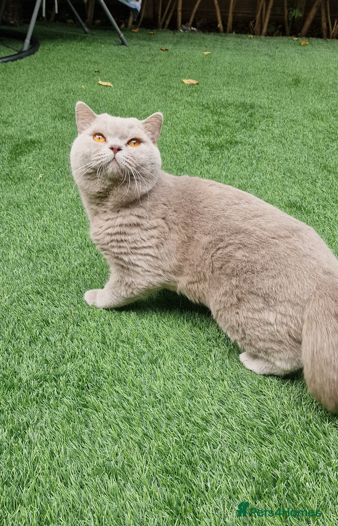 British Shorthair cats for stud: Amasing British Shorthair Lilac for stud - Image 13