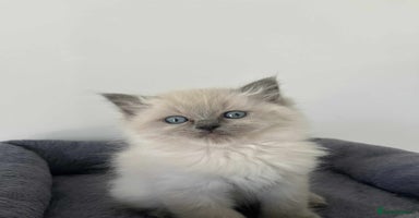 Ragdoll cats - Advert 2