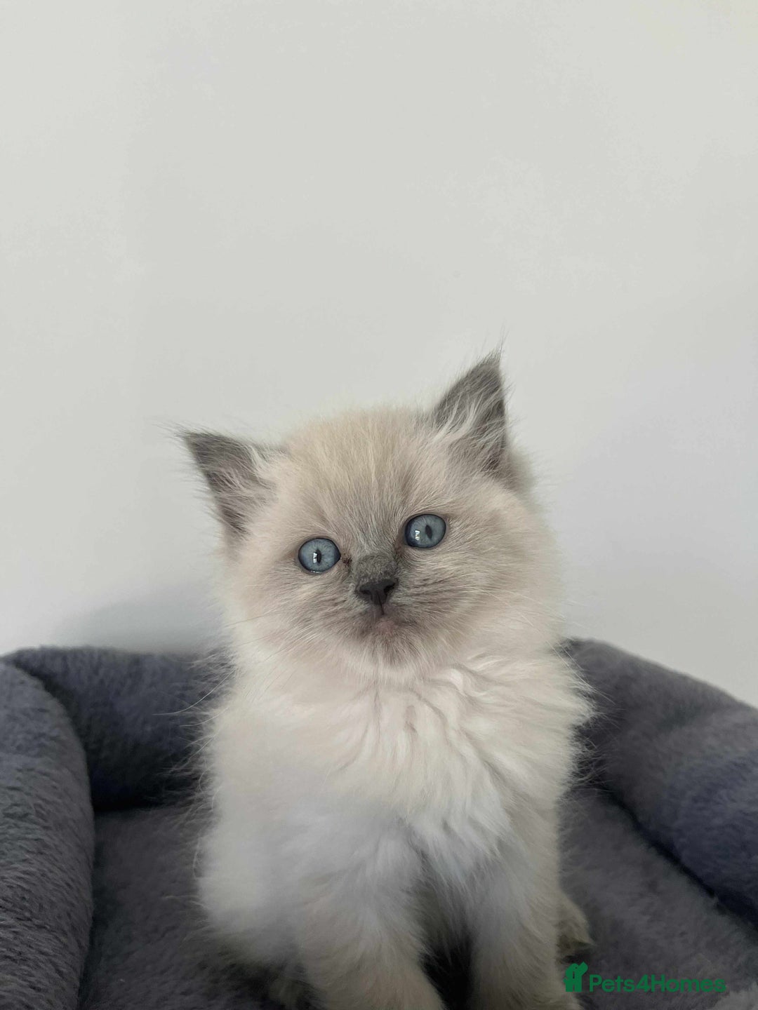 Ragdoll cats for sale: 👑👑Queens Ragdoll kittens 🐱 👑👑 - Image 2
