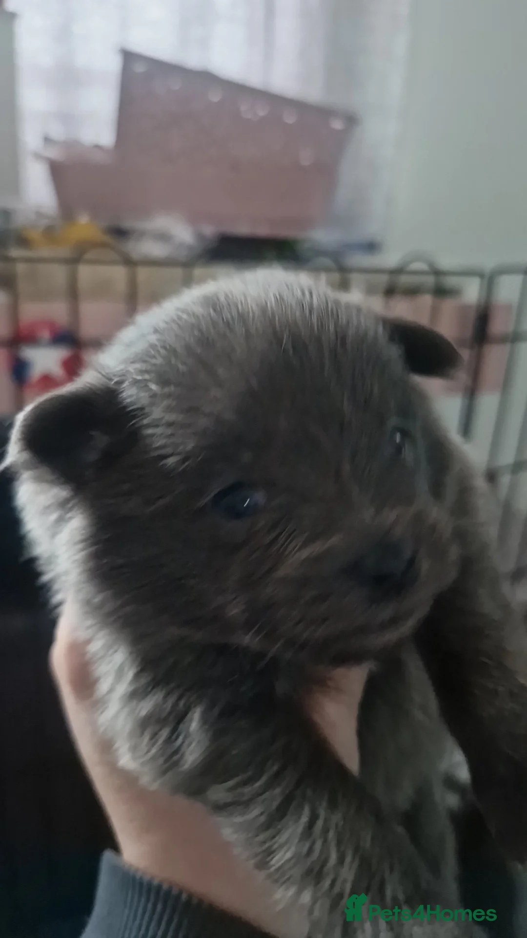 Pomapoo dogs for sale: ✨ Beautiful Pomapoo Puppies – 1,600 ✨ - Advert 2