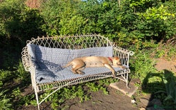 Mixed Breed dogs for adoption: Coco – 5 years old, Female, Possibly Lab Mix  - Image 9