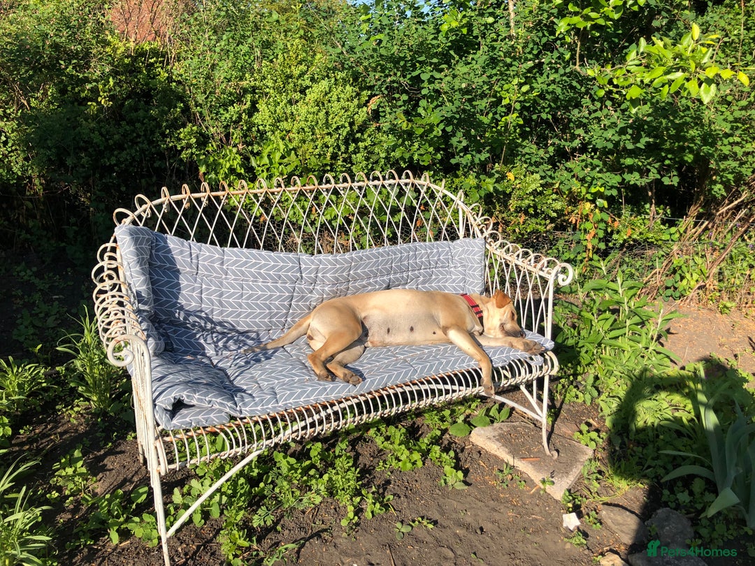 Mixed Breed dogs for adoption: Coco – 5 years old, Female, Possibly Lab Mix  - Image 9