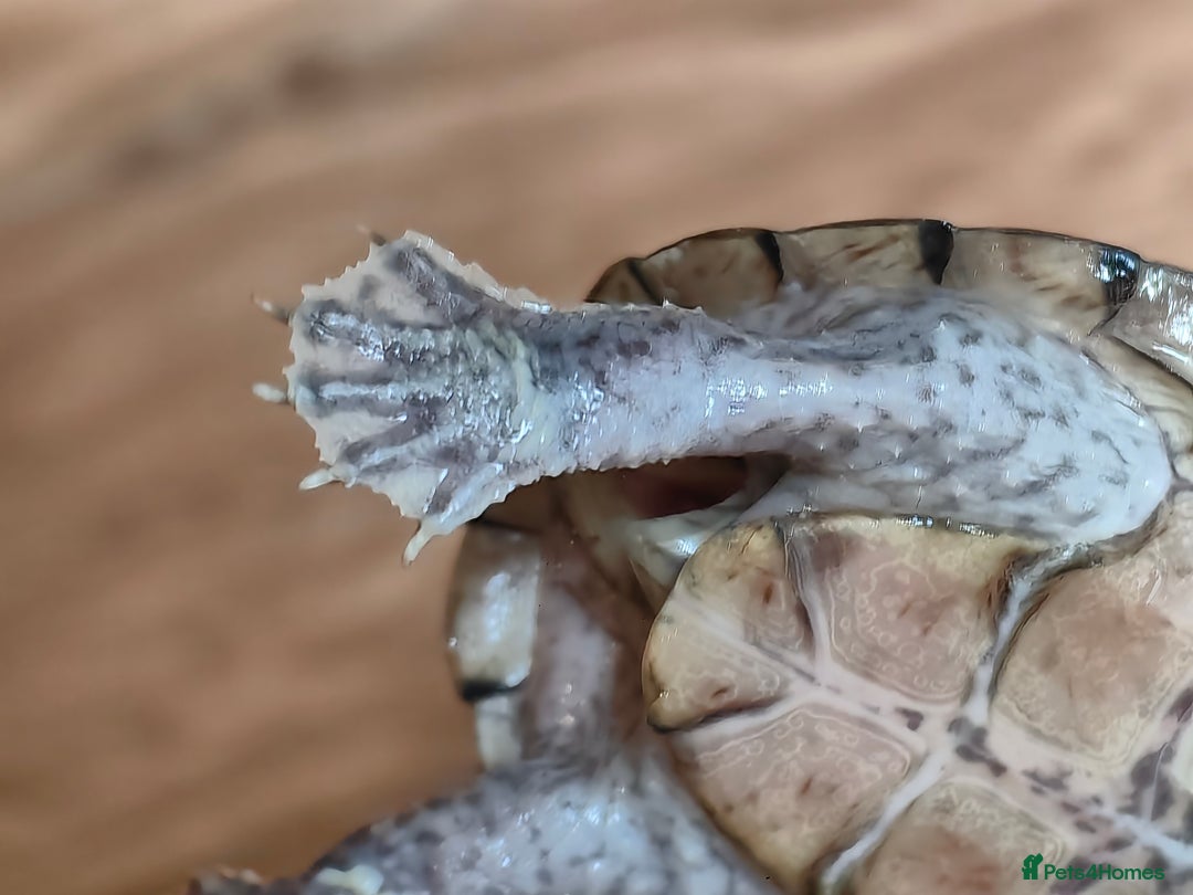 Turtle reptiles for sale: Razorback Musk Turtle, Free 4 bags 40g turtle food - Image 7
