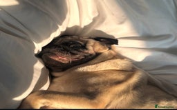 Pug dogs for sale: Male pug for adoption - Image 3
