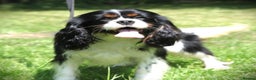 Cavalier King Charles Spaniel dogs for stud: Prince 👑 - Professional Stud Service  - Advert 5