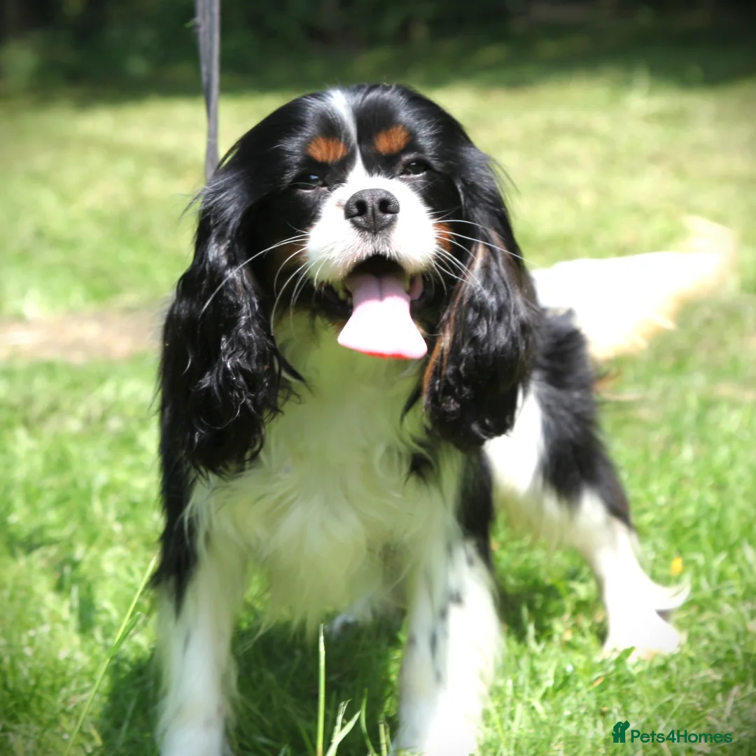 Cavalier King Charles Spaniel dogs for stud: Prince 👑 - Professional Stud Service  - Advert 5