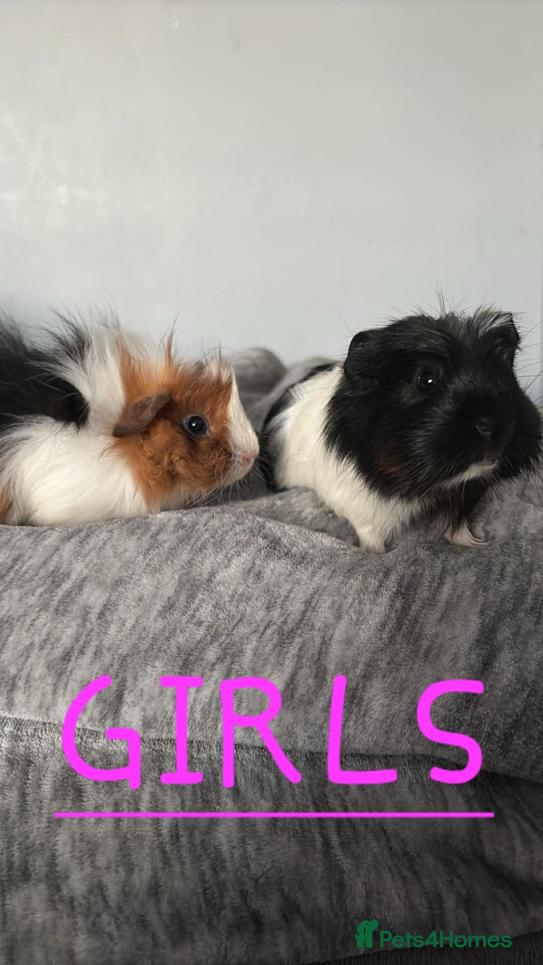 Guinea Pig rodents Baby Guinea pig's Boys and two girls  - Advert 20