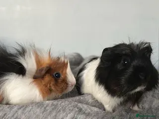 Guinea Pig rodents Baby Guinea pig's Boys and two girls - Advert 20