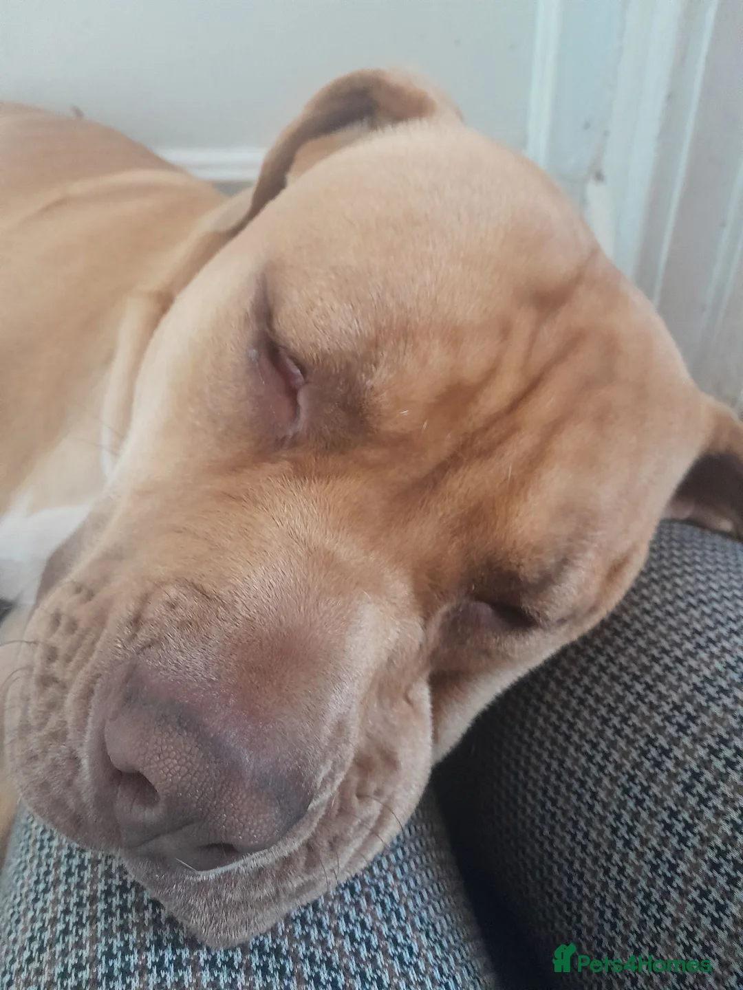 Boxer dogs for sale: New Home for dog in Stockport - Advert 2