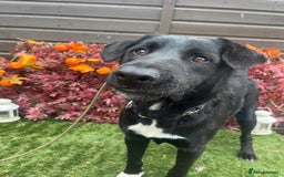 Mixed Breed dogs for adoption: Jack  - Image 7