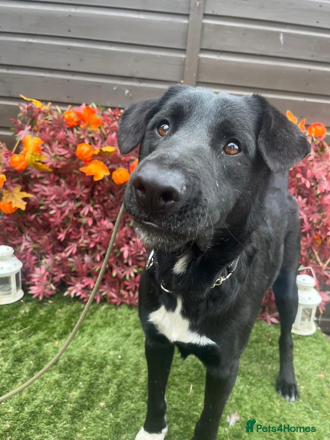 Mixed Breed dogs for adoption: Jack  - Image 7