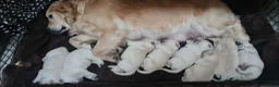Golden Retriever dogs for sale: Golden Retrievers puppies - Advert 2