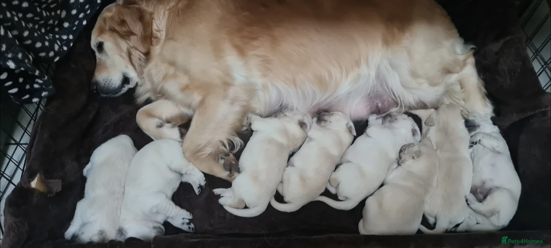 Golden Retriever dogs for sale: Golden Retrievers puppies - Advert 2