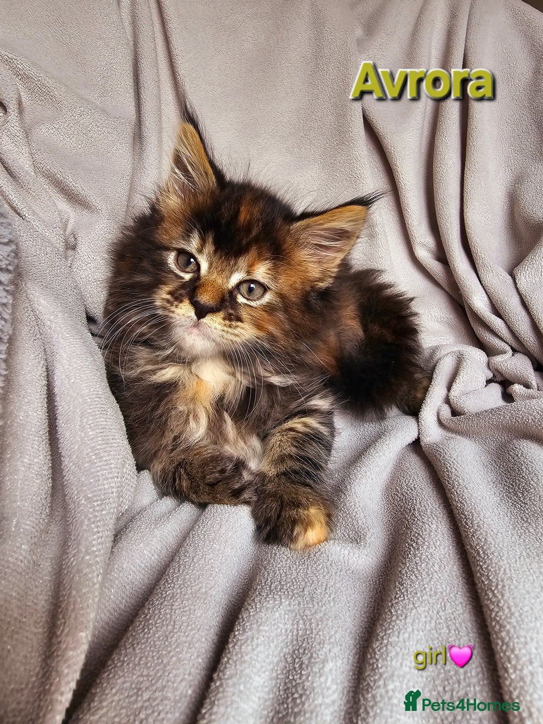 Maine Coon cats for sale: Beautiful Pedigree Maine Coon Kittens – Ready Soon - Image 5