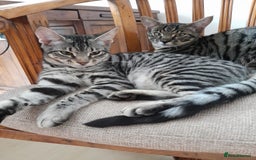 Savannah cats for sale: Full Pedigree TICA reg Savannah Girl Kitten - Image 19