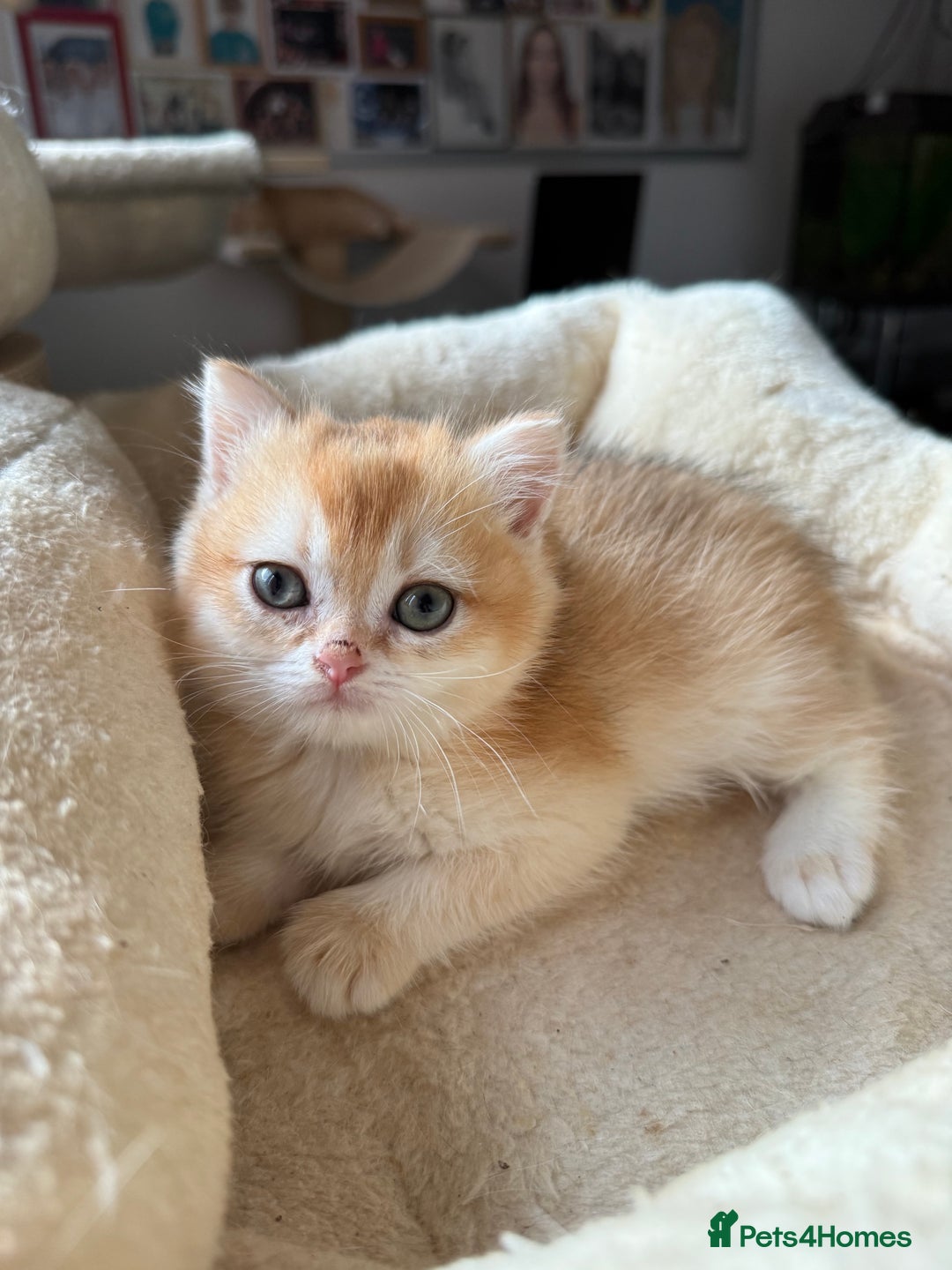 British Shorthair cats for sale: GCCF reg BSH Chocolate and Black Golden Kittens - Advert 19