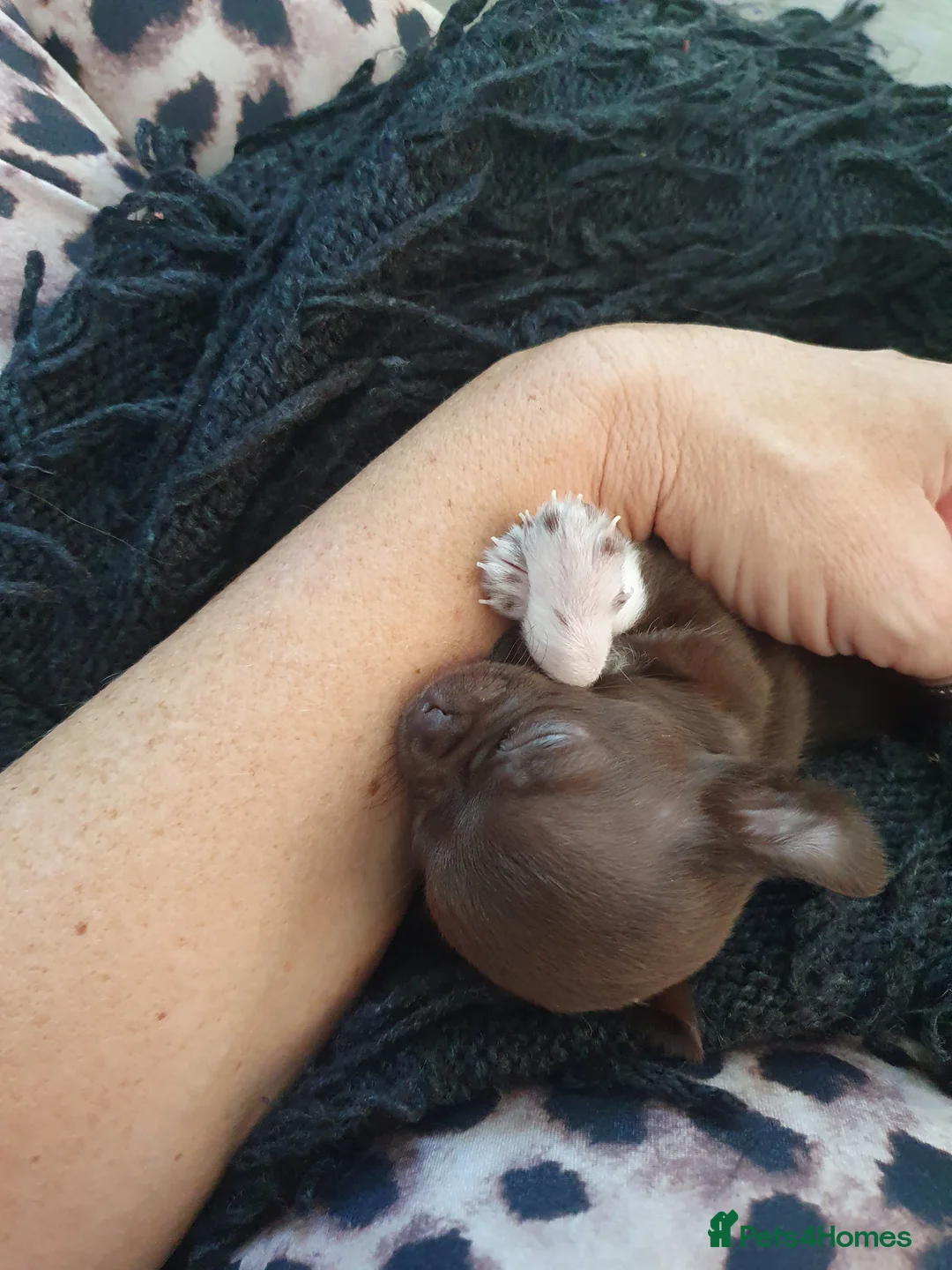 Chihuahua dogs for sale: Xx **  chihuahuas READY NOW.. - Advert 4