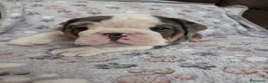 English Bulldog Puppy 6