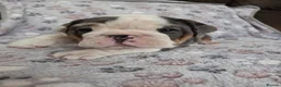 English Bulldog dogs for sale: English bulldog puppies 🐶  - Advert 6