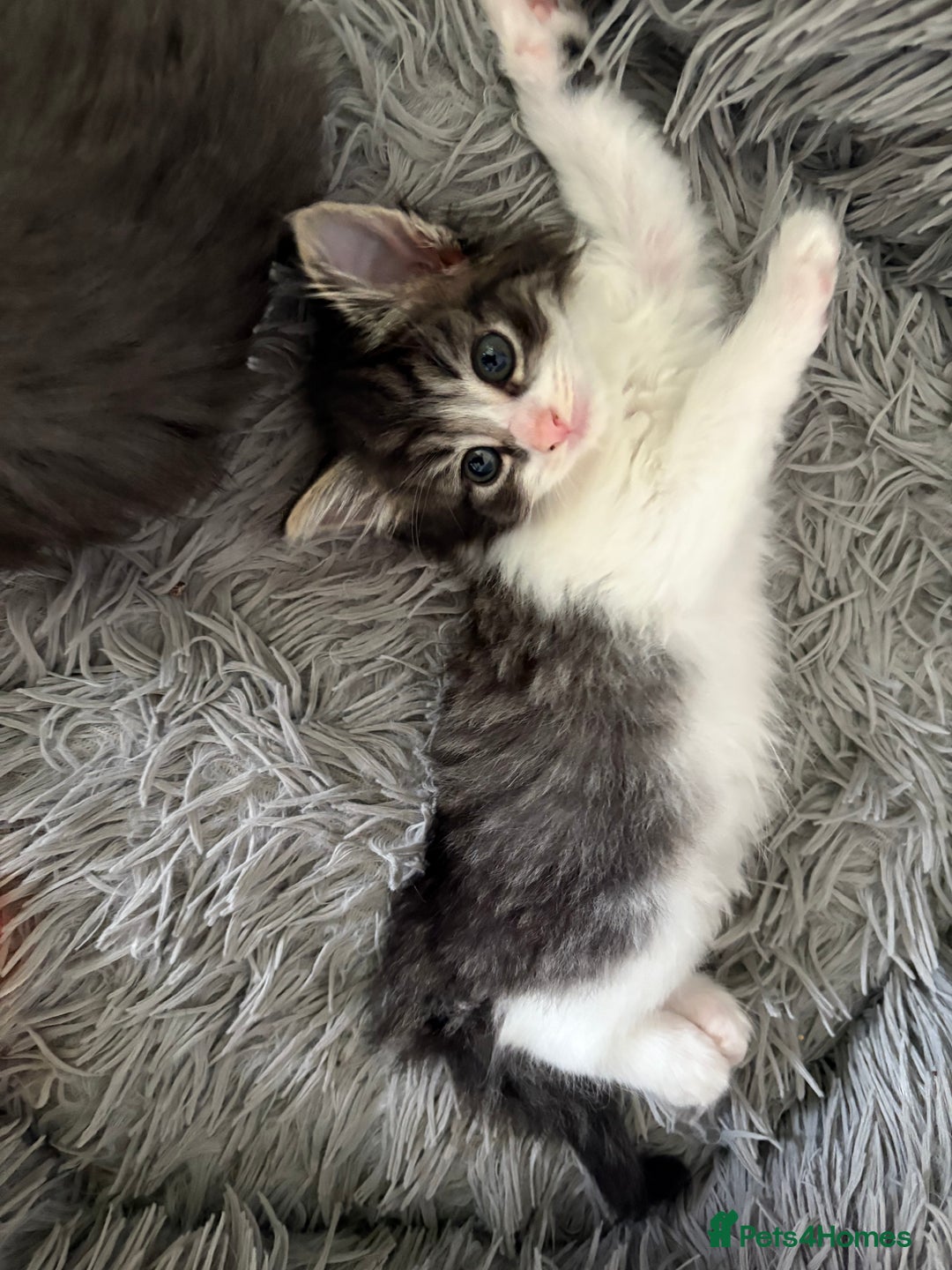 Domestic Shorthair cats for sale: 2 princes an 2 princess kittens  - Image 13