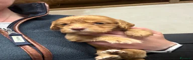 Cocker Spaniel 1