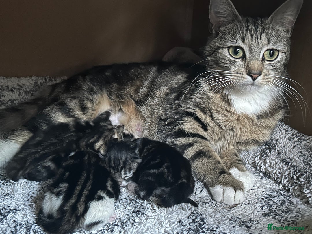 Mixed Breed cats for sale: Adorable tabby girl kitten looking for a home - Image 6