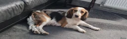 Beagle dogs for sale: Beagle in Scunthorpe - Advert 1