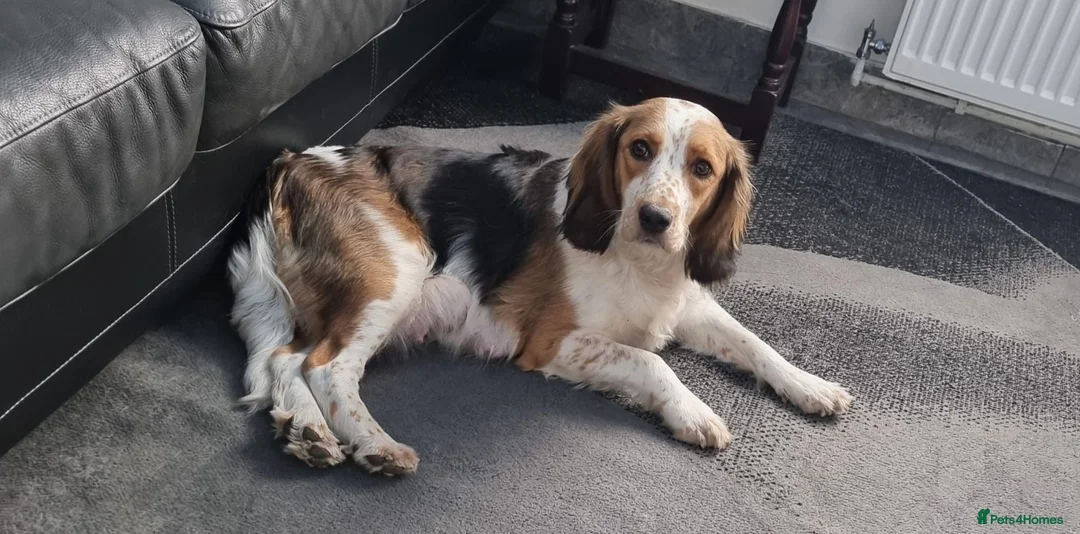 Beagle dogs for sale: Beagle in Scunthorpe - Advert 1