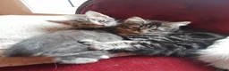 Mixed Breed cats for sale: 4 attractive Turkish Angora/Maine Coon kittens in Newquay - Advert 7