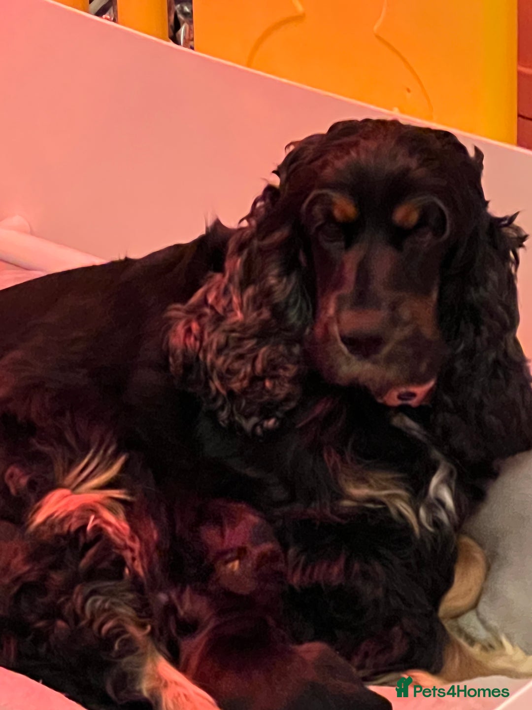 Cocker Spaniel dogs for sale: Adorable cocker spaniel Bitch - Advert 4