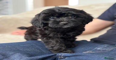 Cavapoo dogs - Advert 14