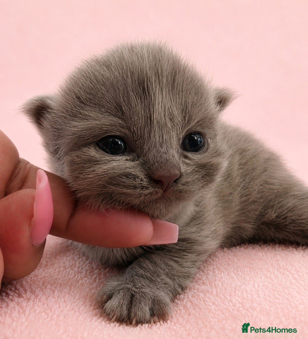 British Shorthair cats Champion GCCF British Shorthair Kittens  - Advert 4
