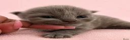 British Shorthair cats for sale: Champion GCCF British Shorthair Kittens  - Advert 1