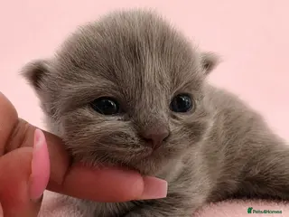 British Shorthair cats Champion GCCF British Shorthair Kittens - Advert 1