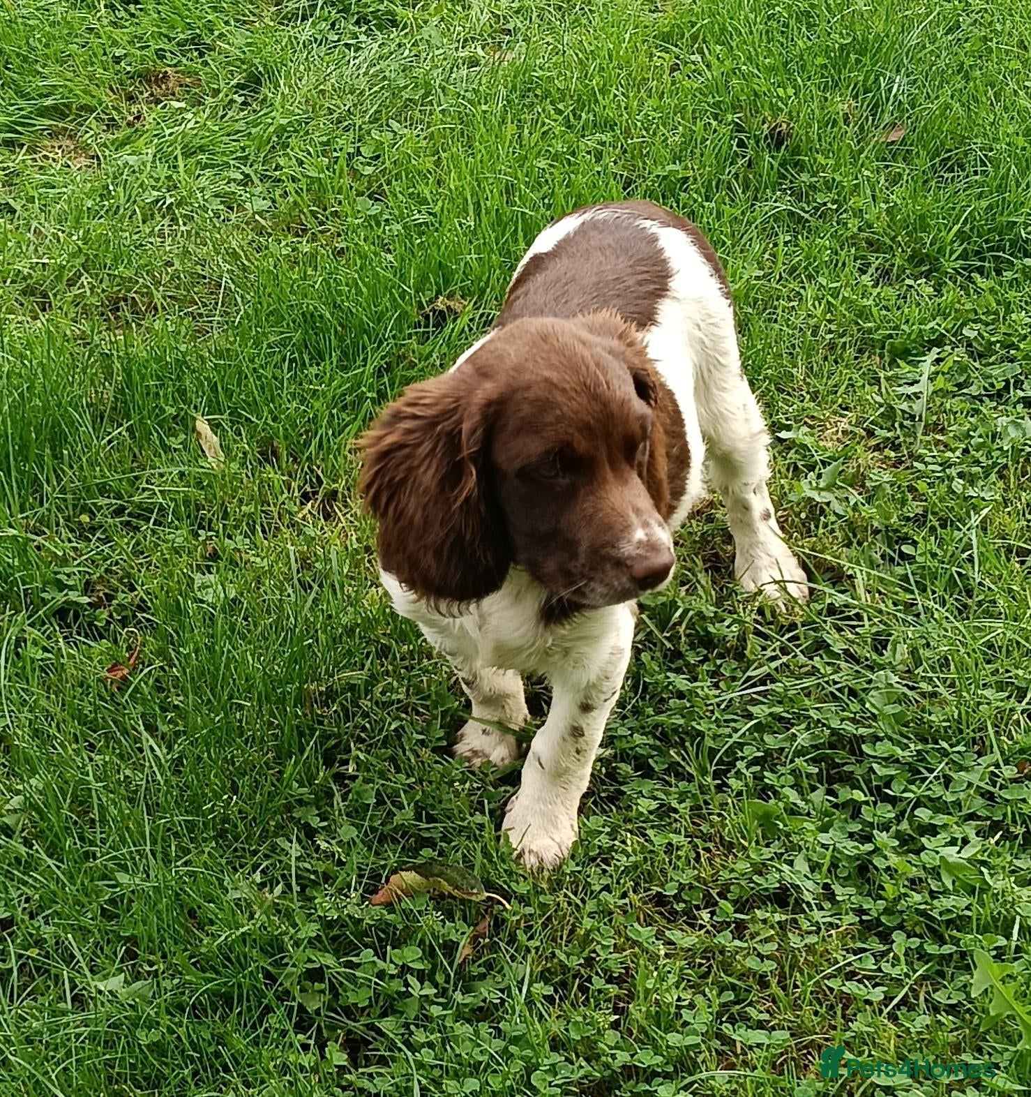 Mixed Breed dogs Last pup! - English Springer x Brittany    - Advert 2