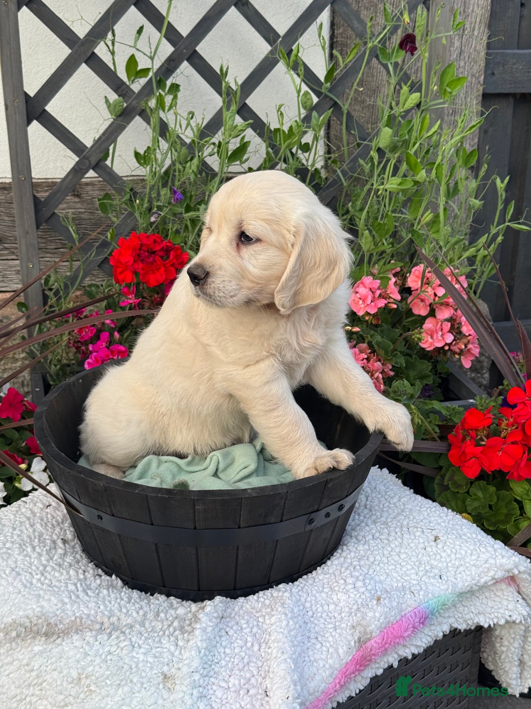 Golden Retriever dogs for sale: 4 left gorgeous kc reg golden retriever puppies  - Image 11