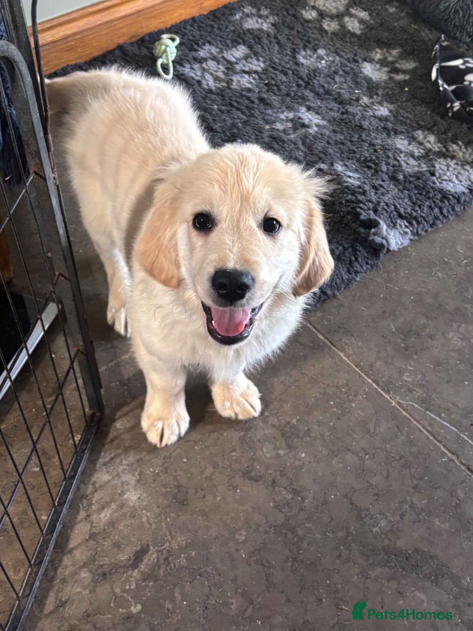 Golden Retriever dogs KC golden retriever pups health tested parents  - Advert 1