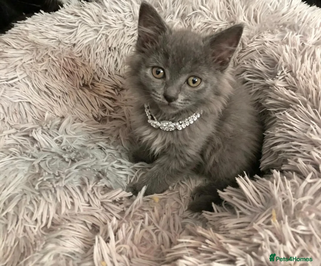 Russian Blue cats for sale: Beautiful Nebelung female kitten - Advert 2