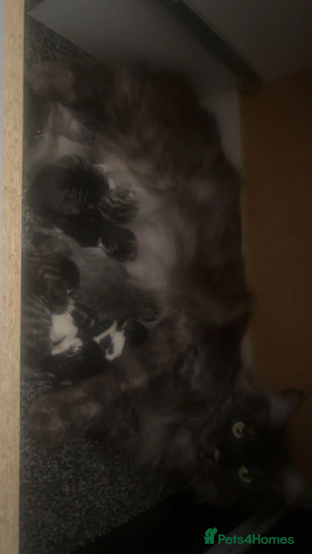 Mixed Breed cats for sale: Half Maine coon boy  - Advert 1