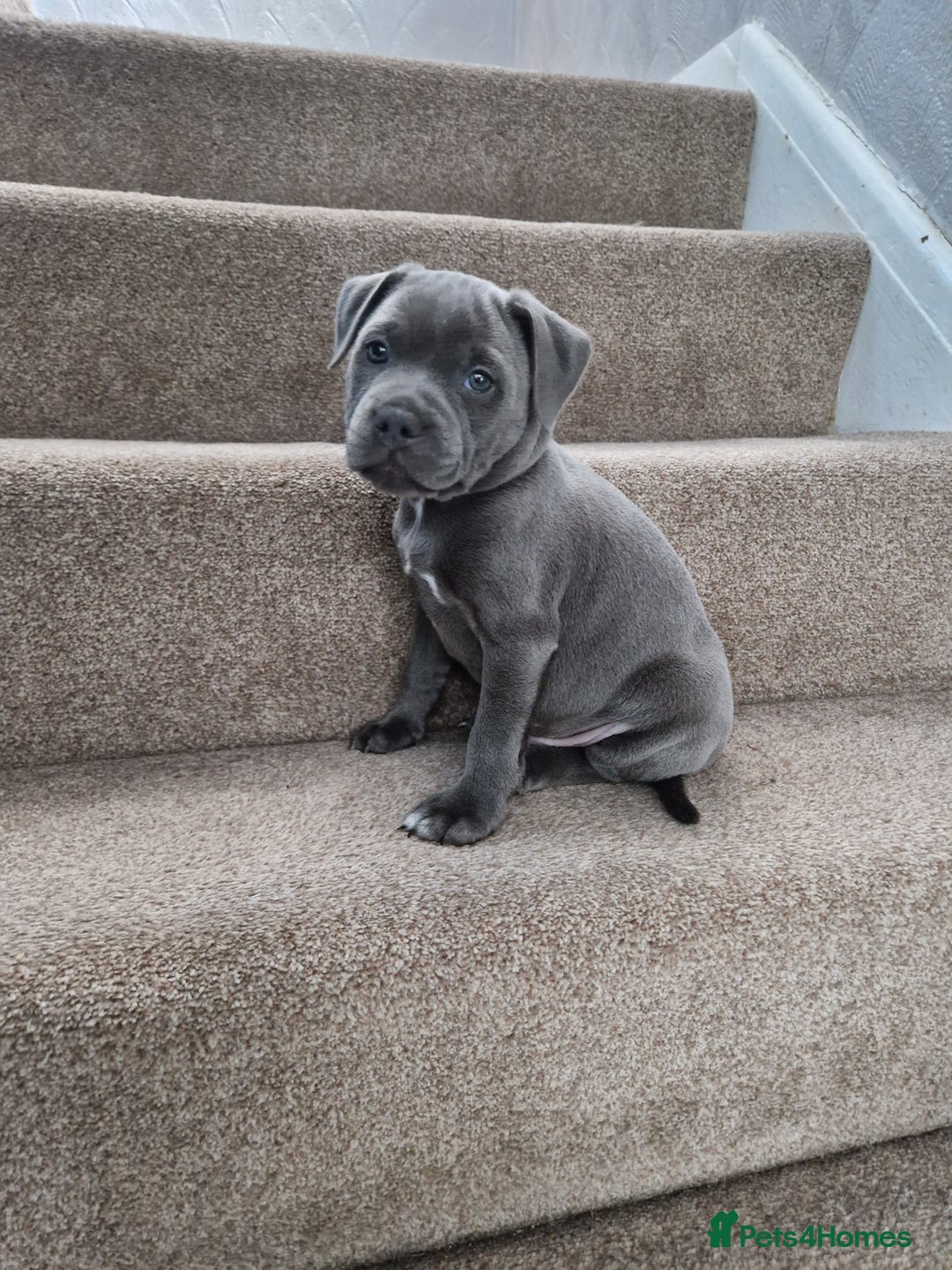 Staffordshire Bull Terrier dogs for sale: Blue staffy 10 weeks old male kc registered - Image 1