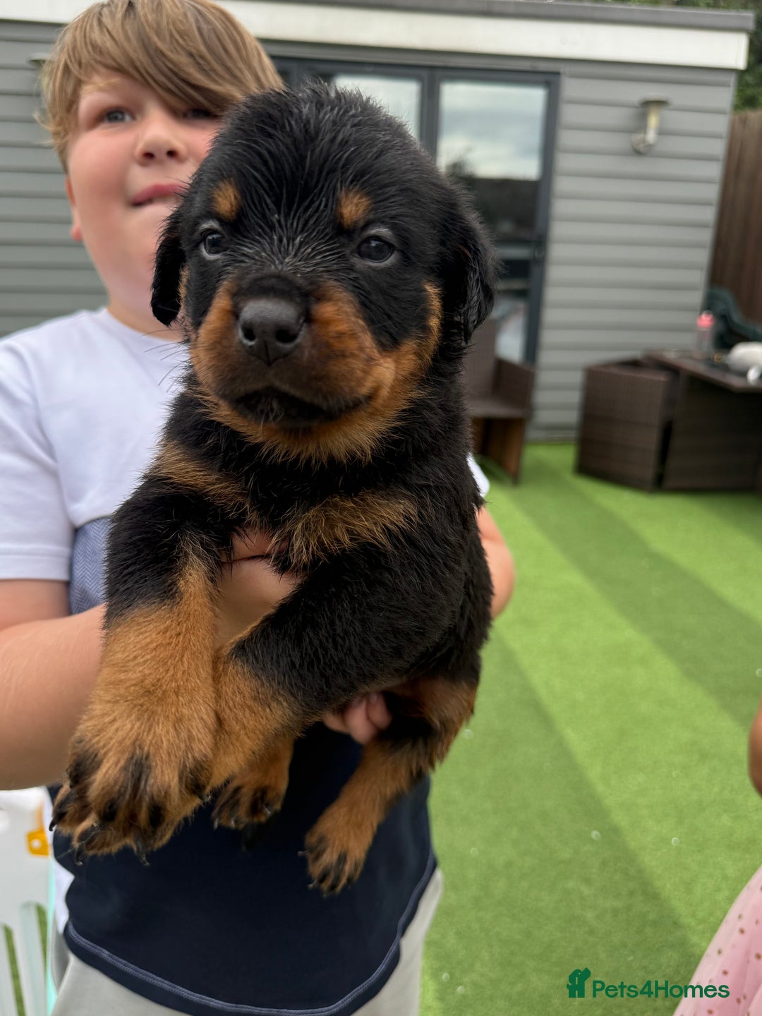 Rottweiler dogs for sale: Rottweiler puppies  - Image 5