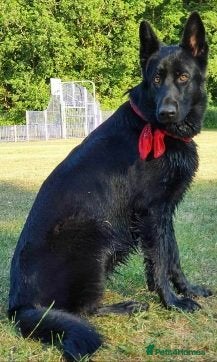 German Shepherd dogs 9 beautiful german shepards looking for a home - Advert 2