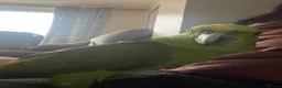Parrots birds for sale: Fully tamed yellow naped Amazon parrot  - Advert 7