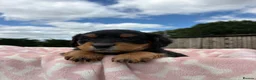 Springador dogs for sale: Beautiful springador puppies  - Advert 8