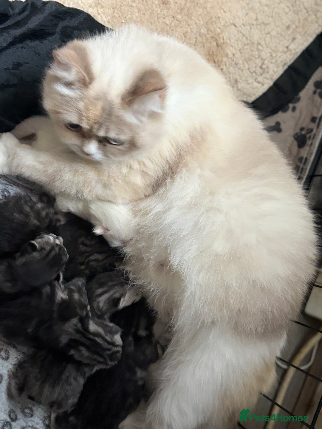 Persian cats for sale: Persian x kittens , 2 separate litters - Advert 2